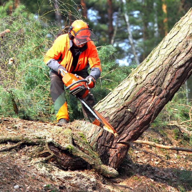 fakidontos balatonszentgyorgy, fakidöntés Balatonszentgyörgy